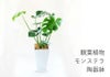  観葉植物 陶器鉢 インテリア フラワーギフト モンステラ陶器鉢入り
