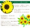 誕生日 プレゼント 花束 ひまわりの花束 99本