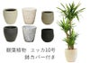 観葉植物 ユッカ 10号鉢 選べる鉢カバー付き