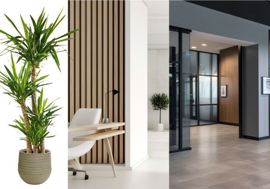 観葉植物 ユッカ 10号鉢 選べる鉢カバー付き