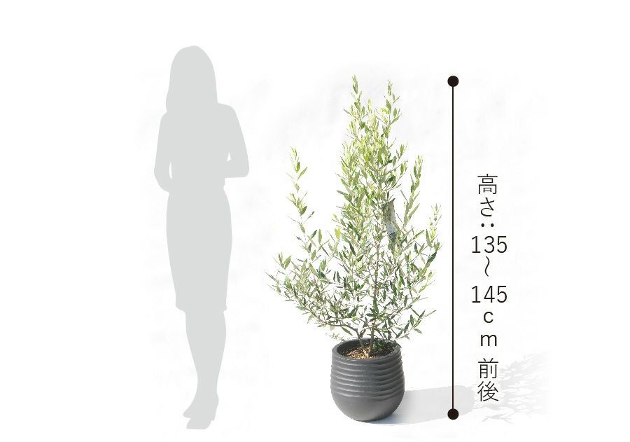 観葉植物 オリーブの木（HINAKAZE）