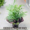 観葉植物テーブルヤシ6号鉢