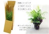 観葉植物テーブルヤシ6号鉢