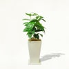 観葉植物 室内用 陶器鉢 開店祝い コーヒーノキ 送料無料 開店祝い 移転祝い 新築祝い おしゃれ インテリア 室内 観葉植物 コーヒーの木 陶器鉢入り