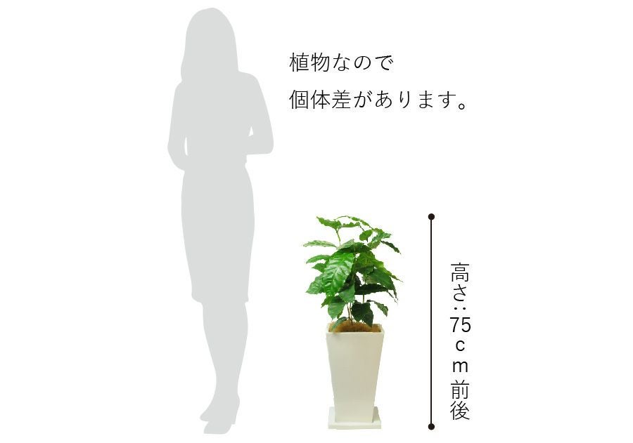 観葉植物 室内用 陶器鉢 開店祝い コーヒーノキ 送料無料 開店祝い 移転祝い 新築祝い おしゃれ インテリア 室内 観葉植物 コーヒーの木 陶器鉢入り