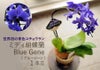 世界初の青色コチョウラン ミディ胡蝶蘭 Blue Geneブルージーン1本立