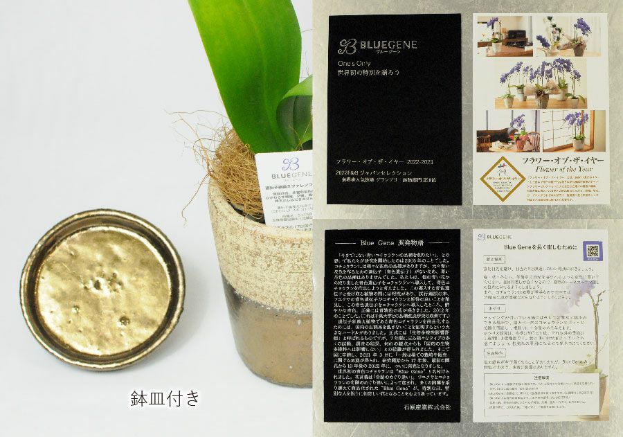 世界初の青色コチョウラン ミディ胡蝶蘭 Blue Geneブルージーン1本立