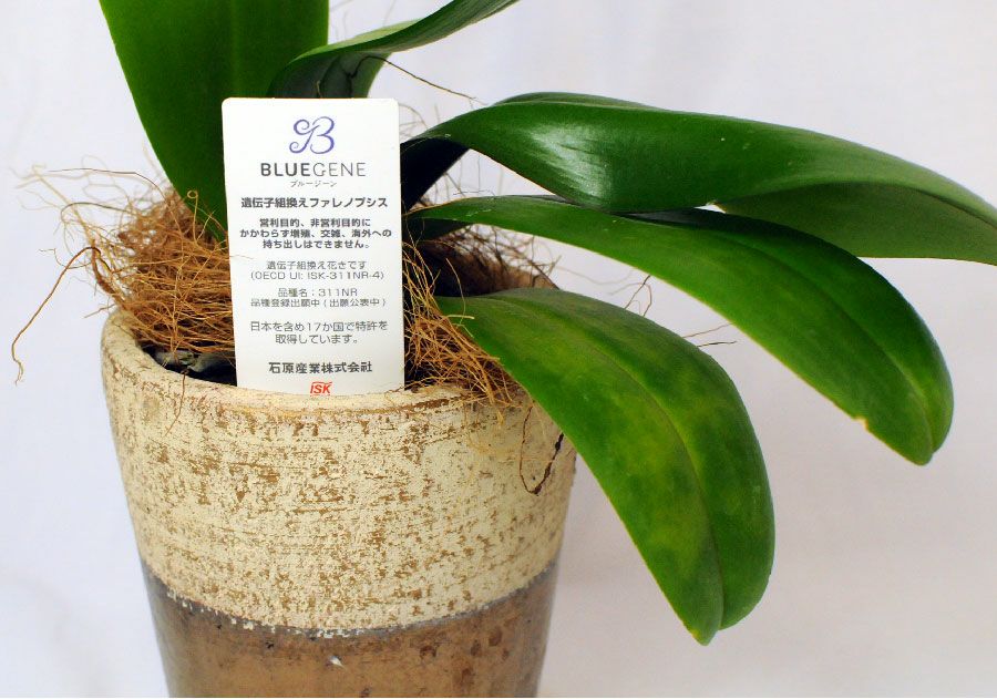 世界初の青色コチョウラン ミディ胡蝶蘭 Blue Geneブルージーン1本立