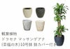 観葉植物 ユッカ 10号鉢 選べる鉢カバー付き