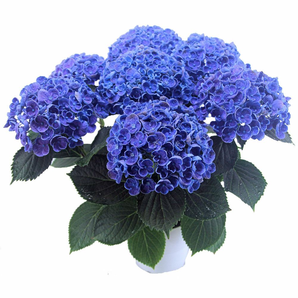 あじさいホップコーン