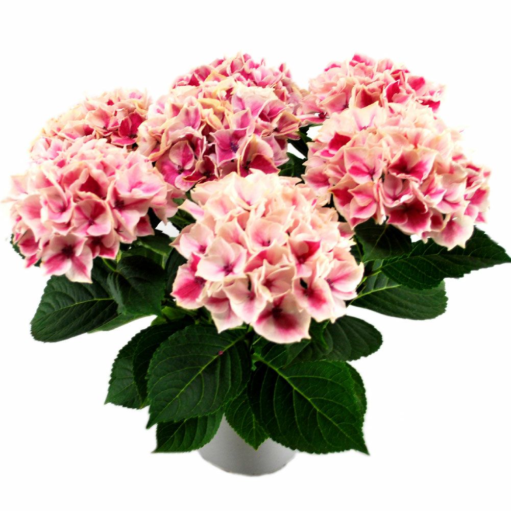 ピルニッツ5号鉢