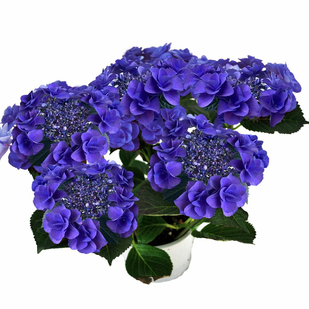 あじさいの鉢植え 5号鉢 フェアリーラブ