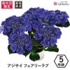 アジサイの鉢植え フェアリーラブ5号鉢