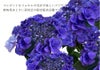 アジサイの鉢植え フェアリーラブ5号鉢