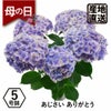 アジサイの鉢植え ありがとう5号鉢