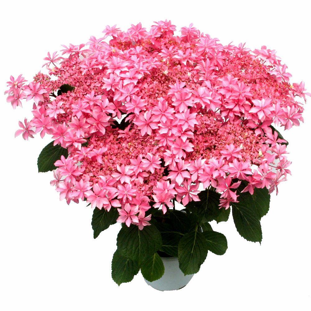 あじさい歌合せ