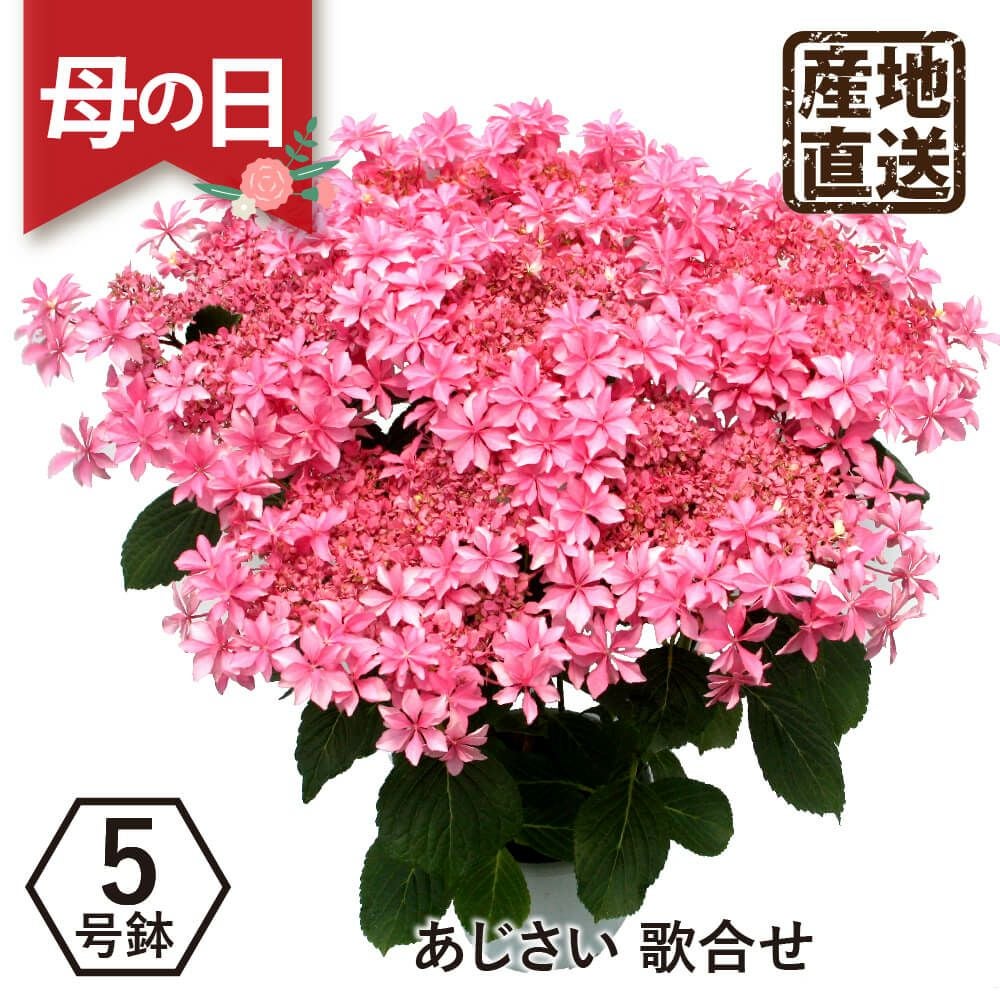 アジサイ 歌合せ5号鉢