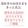 アジサイ 歌合せ5号鉢