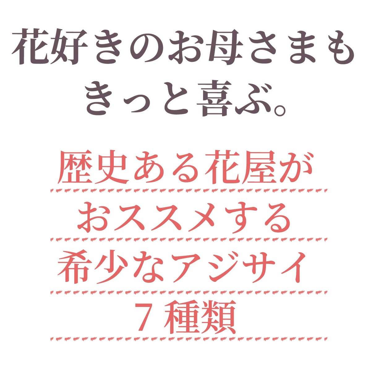 アジサイ 歌合せ5号鉢