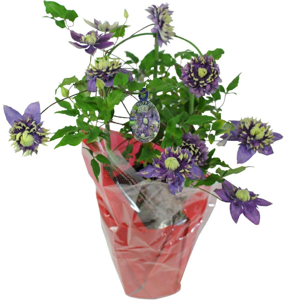 クレマチス大河5号鉢