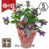 産地直送 クレマチス 大河5号鉢