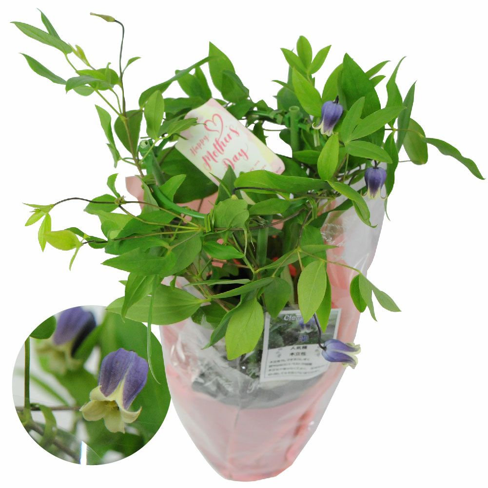 クレマチス雫4号鉢