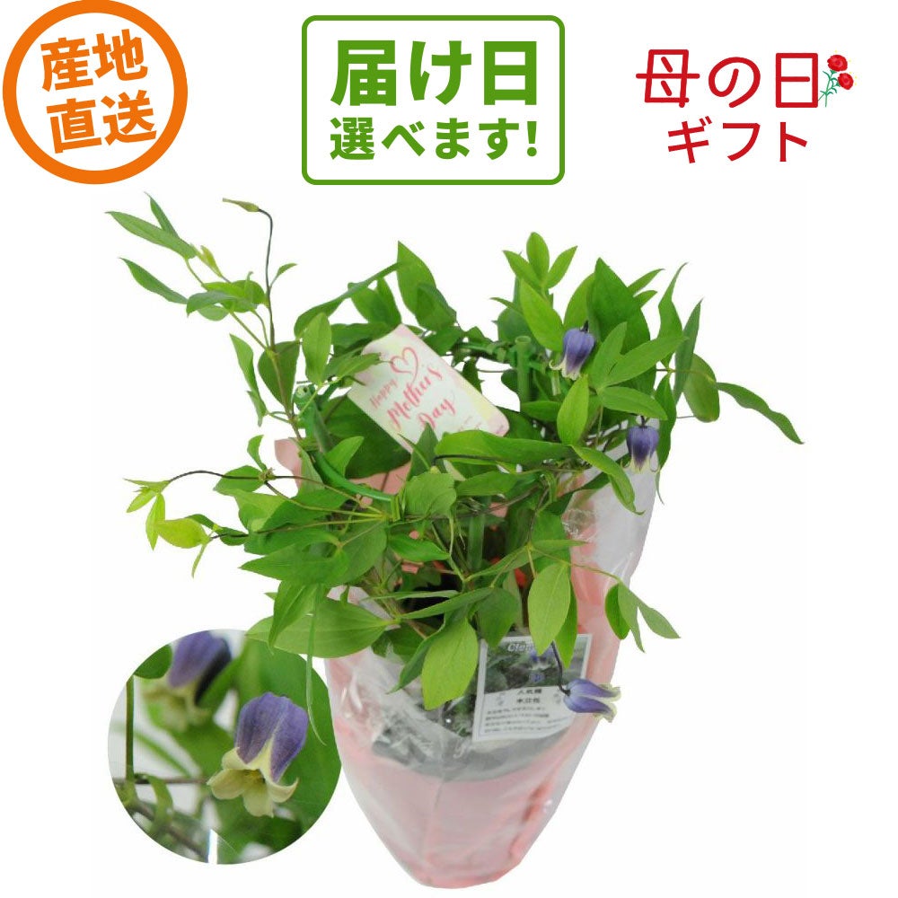 産地直送 クレマチス 雫４号鉢