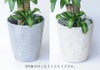 ドラセナ マッサンゲアナ8号鉢 鉢カバー付き