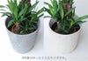 観葉植物 ユッカ 8号鉢 選べる鉢カバー付き