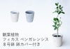 観葉植物 フィカス・ベンガレンシス８号鉢 鉢カバー付き