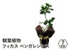 観葉植物 フィカス・ベンガレンシス 7号鉢