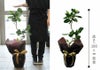 観葉植物 フィカス・ベンガレンシス 7号鉢