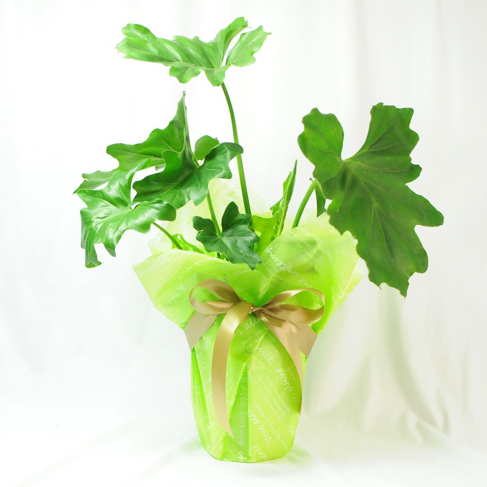 セローム 6号鉢 観葉植物