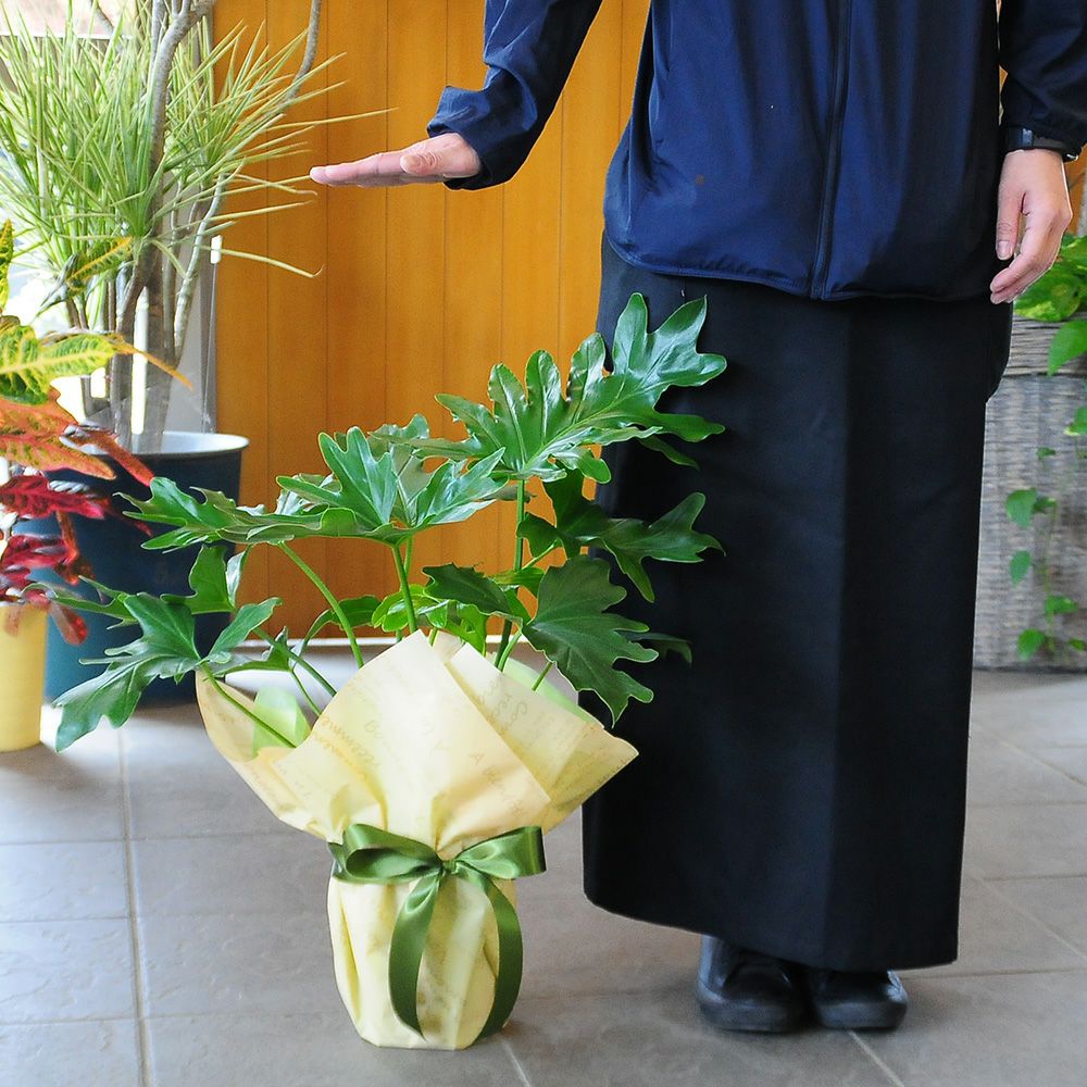 セローム 6号鉢 観葉植物