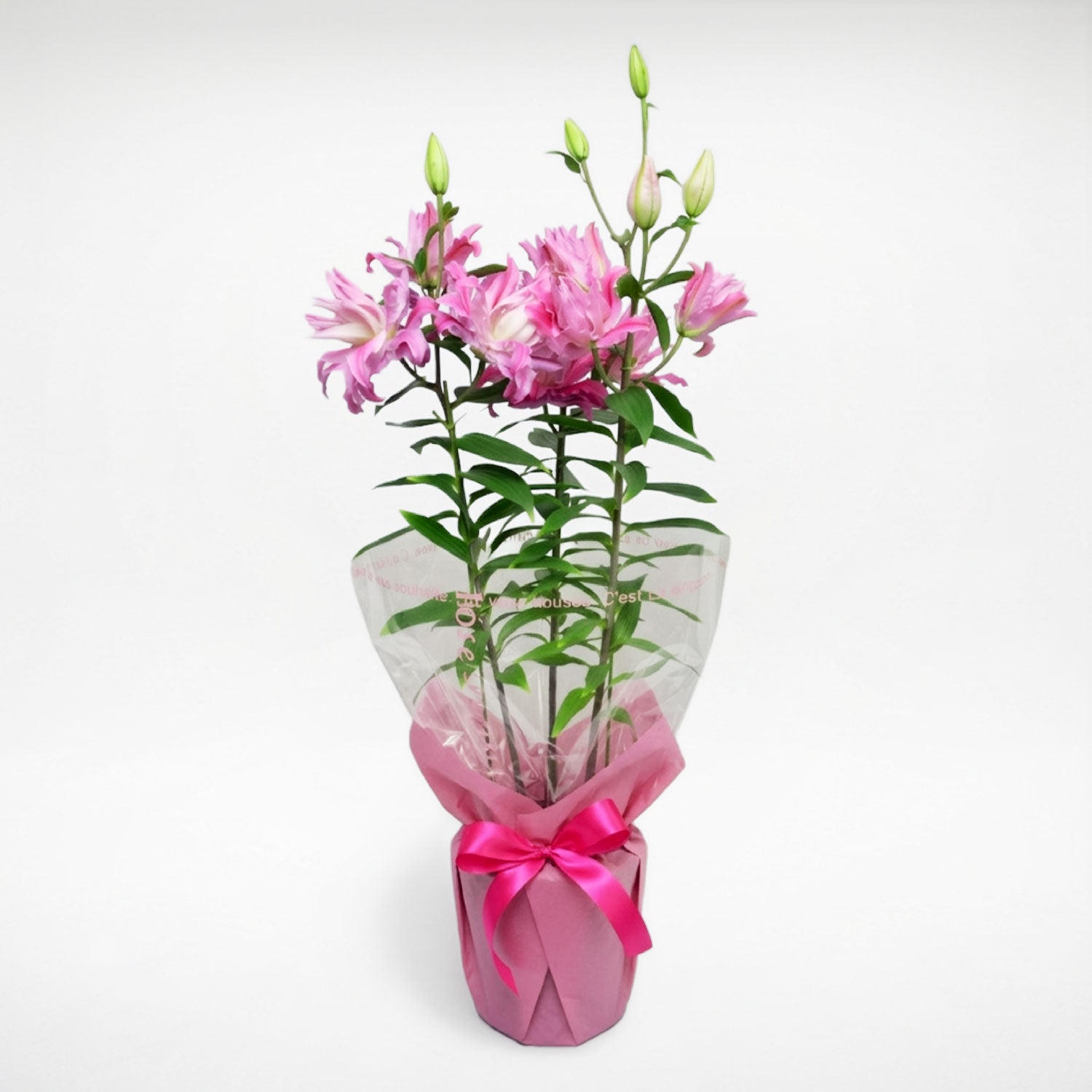 八重咲ピンクユリカダンゴ7号鉢