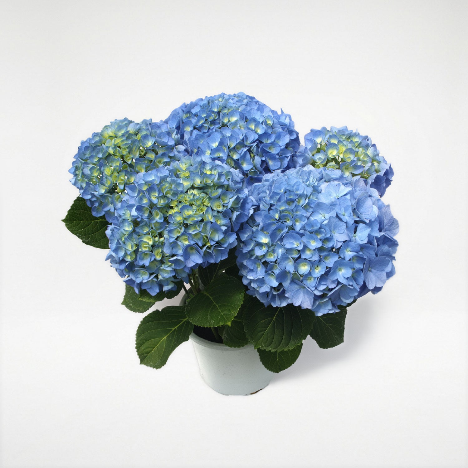 �u���[�_�C�������h