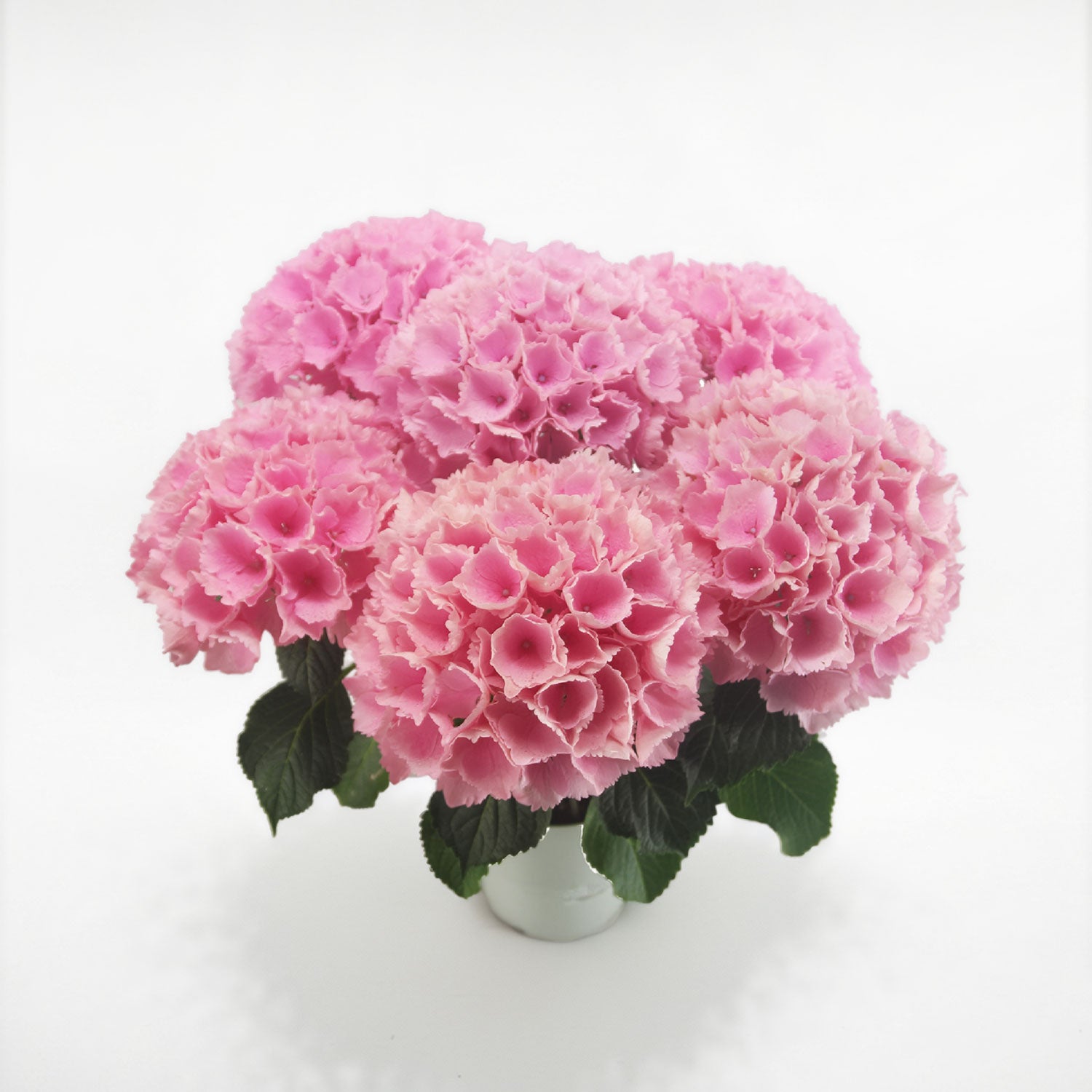 �s���N�Z���Z�[�V����