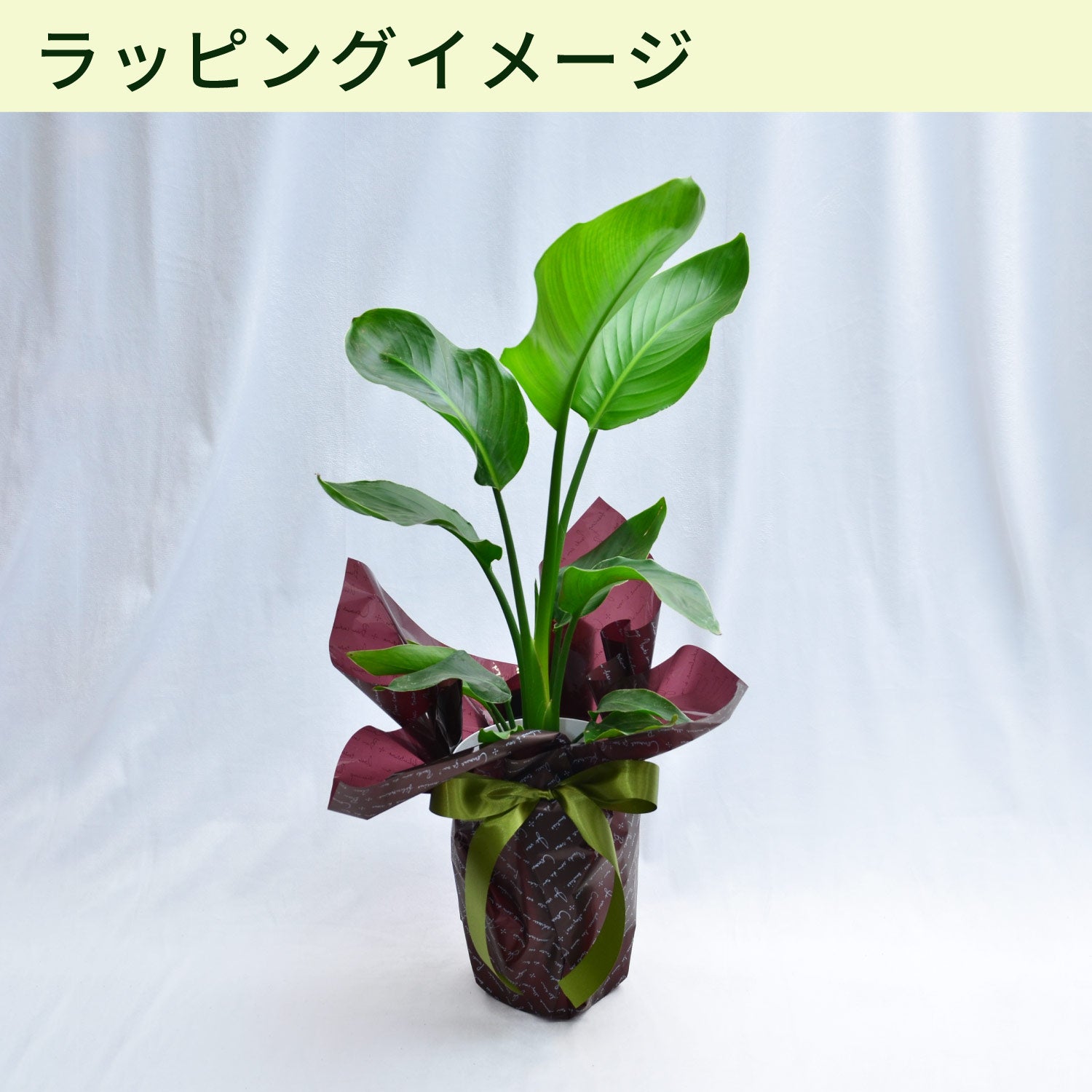 ラッピングイメージ