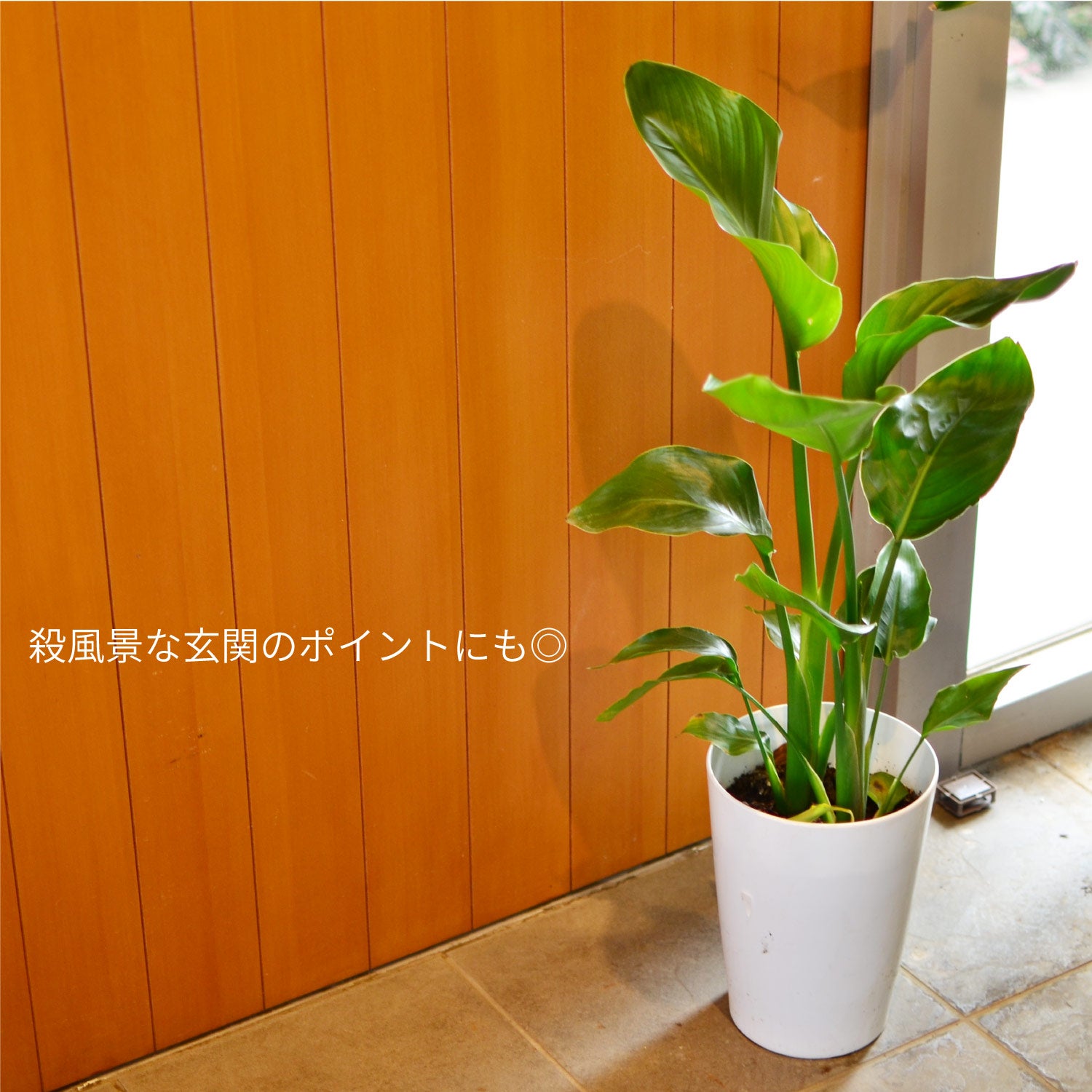 ストレリチア7号鉢イメージ
