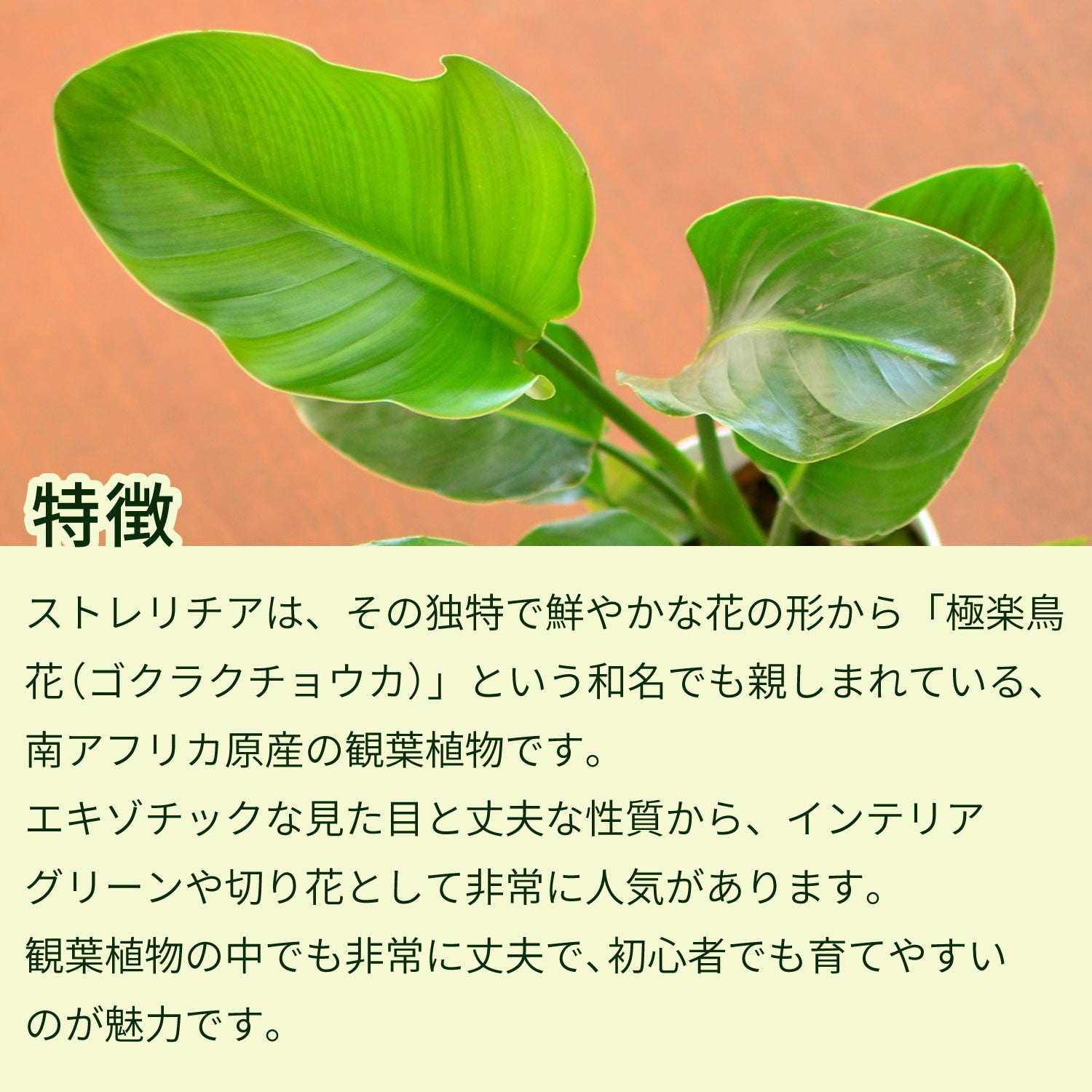 特徴