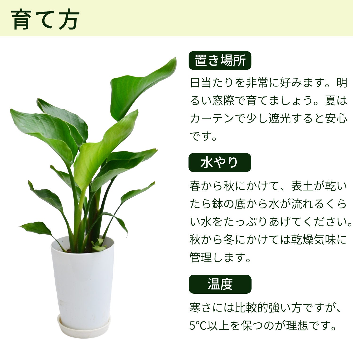 育て方